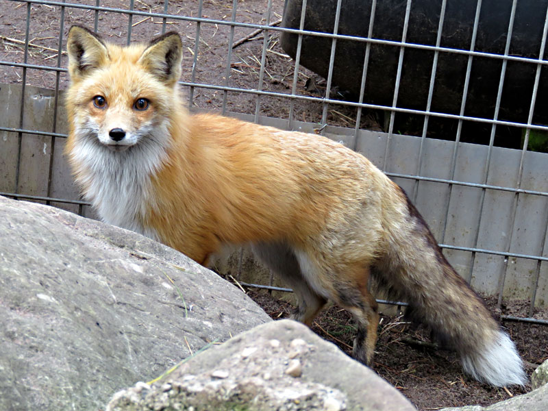 Red Fox at GarLyn Zoo